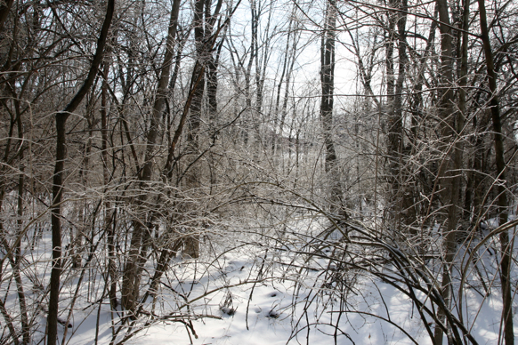 Full Size Image = 3045 K