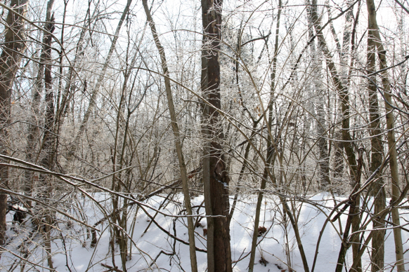 Full Size Image = 3018 K