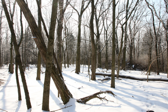 Full Size Image = 2439 K