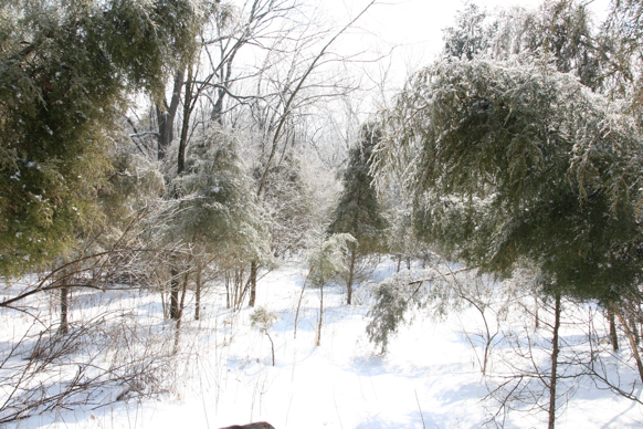 Full Size Image = 2834 K