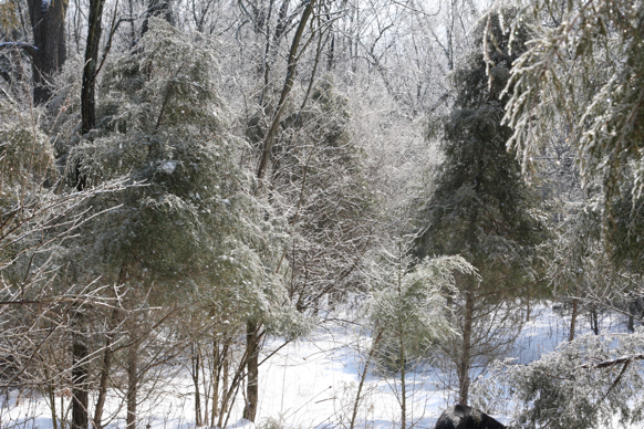 Full Size Image = 3036 K