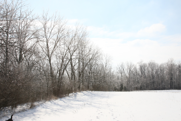 Full Size Image = 2010 K