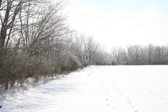 Full Size Image = 1894 K