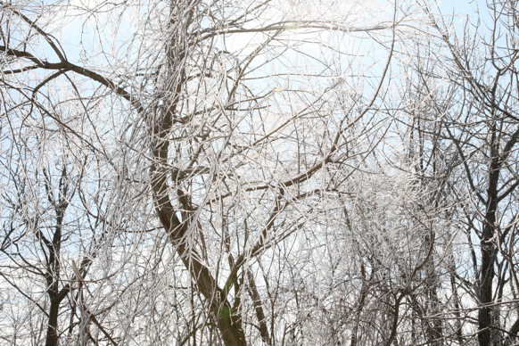 Full Size Image = 3190 K