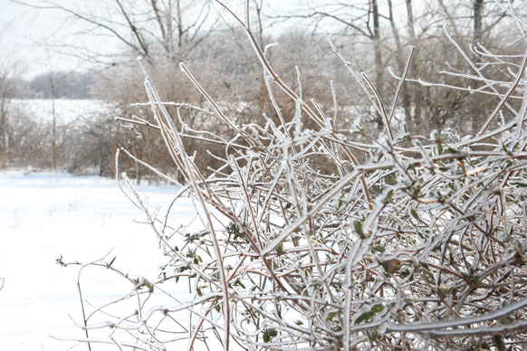 Full Size Image = 1853 K