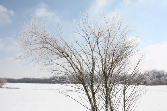 Full Size Image = 1961 K