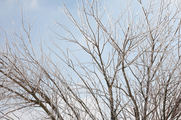 Full Size Image = 2392 K