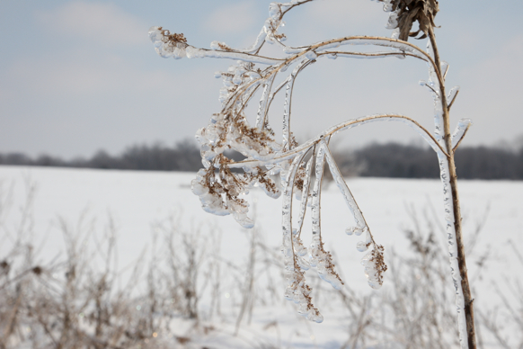 Full Size Image = 1184 K