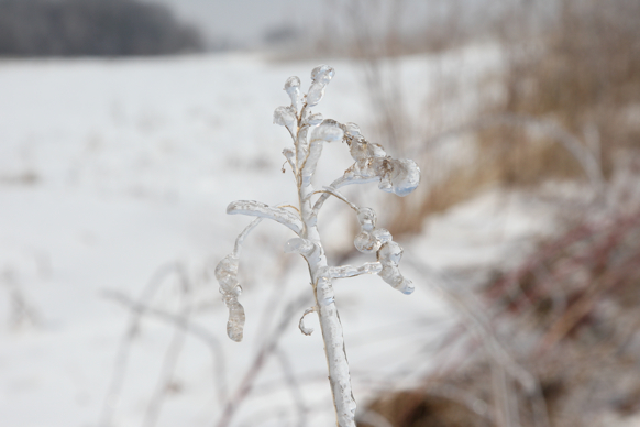 Full Size Image = 1001 K