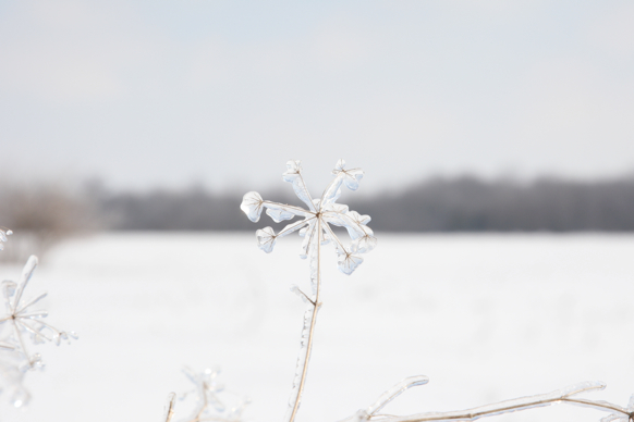 Full Size Image = 790 K