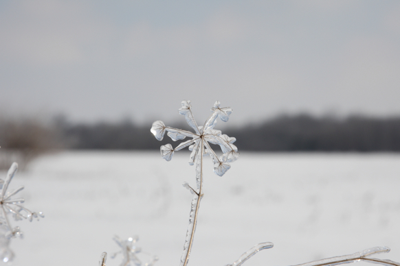 Full Size Image = 910 K