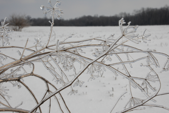 Full Size Image = 1324 K