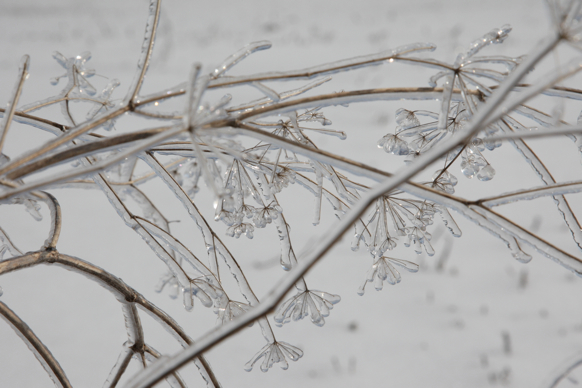 Full Size Image = 1213 K