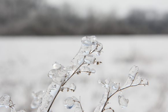 Full Size Image = 984 K