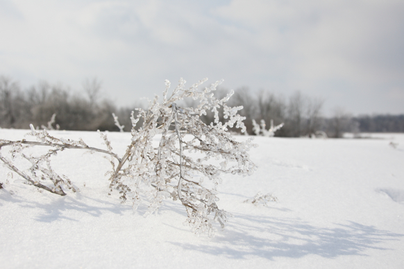 Full Size Image = 1187 K