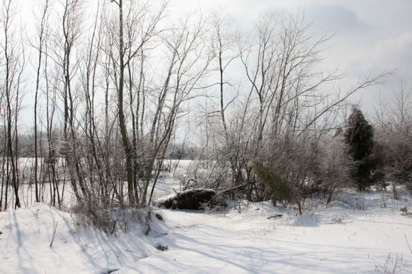 Full Size Image = 2469 K