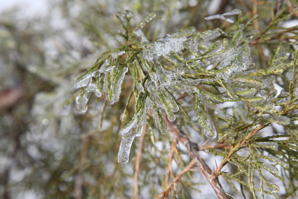 Full Size Image = 1624 K