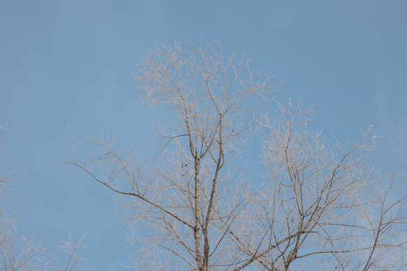 Full Size Image = 1845 K