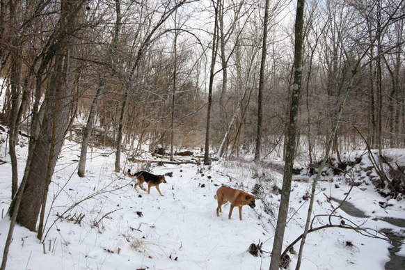 Full Size Image = 2638 K