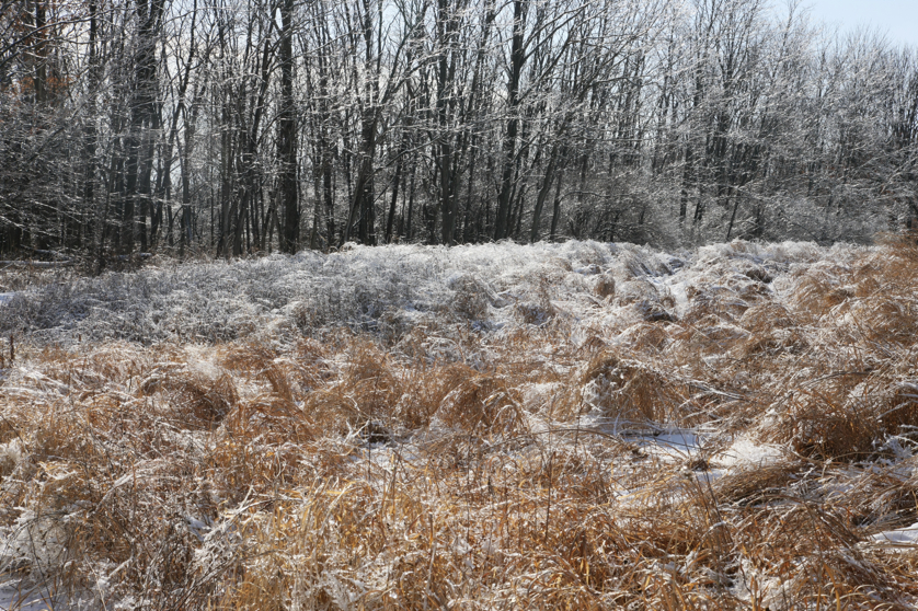 Full Size Image = 8148 K