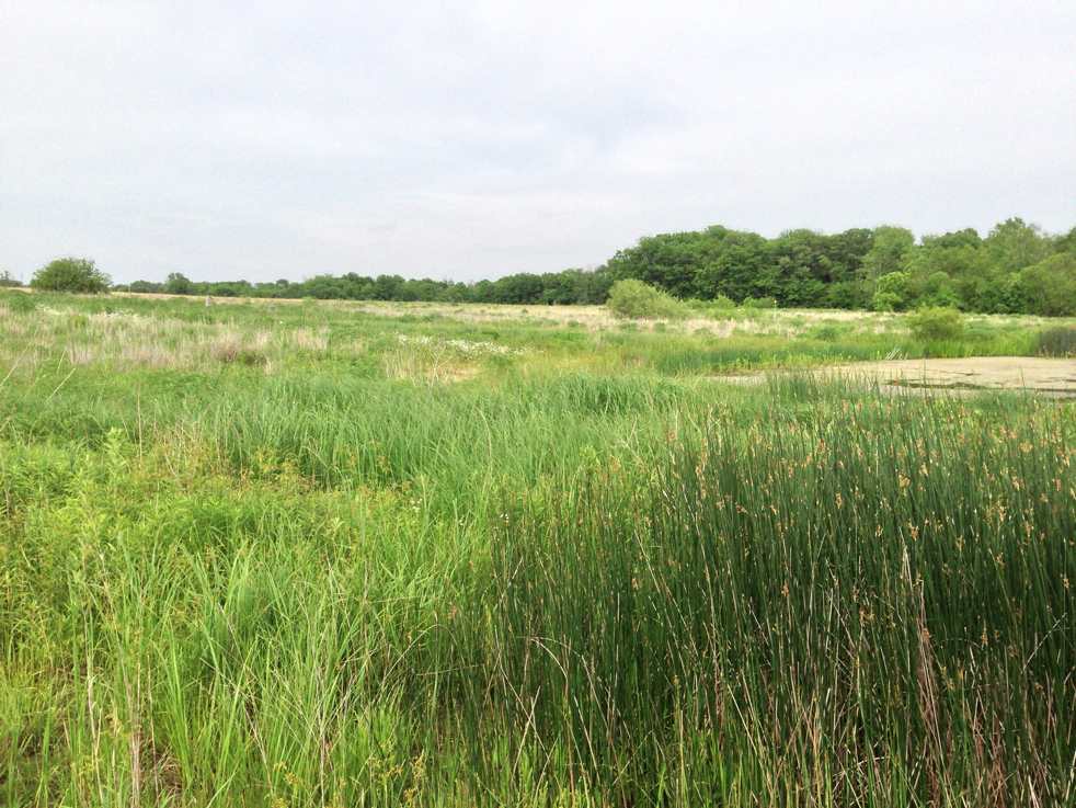 Full Size Image = 3493 K