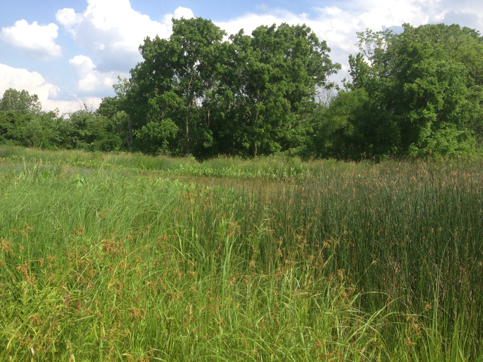 Full Size Image = 7868 K