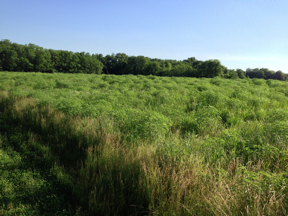 Full Size Image = 8063 K