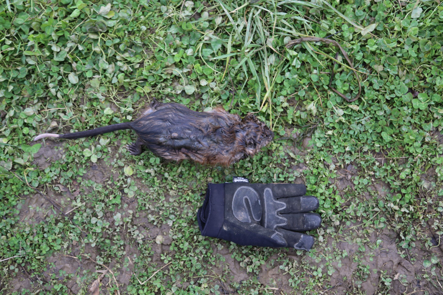 Full Size Image = 1030 K