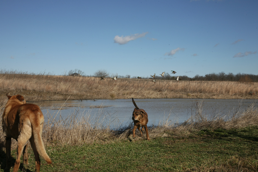 Full Size Image = 1462 K