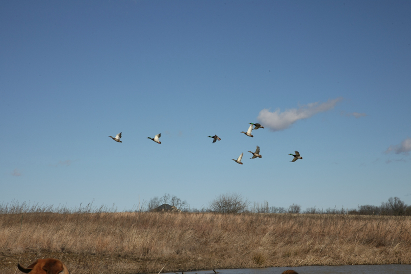 Full Size Image = 917 K