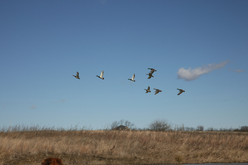 Full Size Image = 819 K