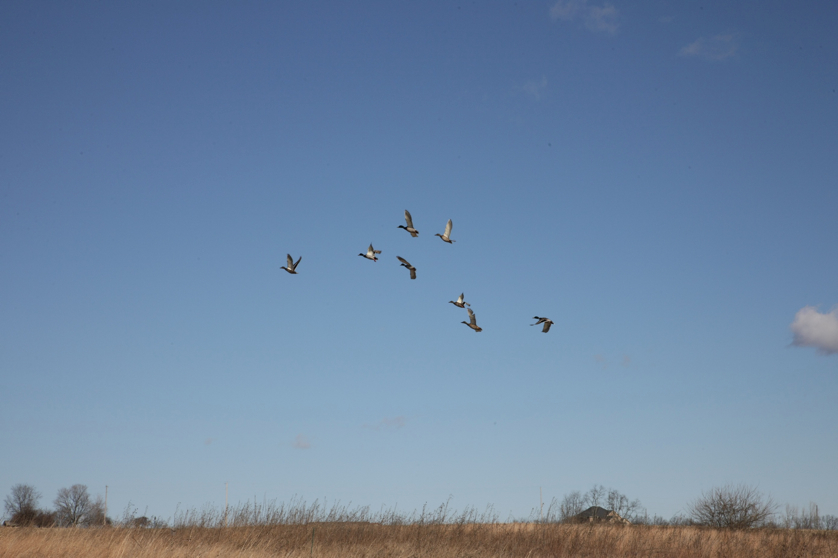 Full Size Image = 667 K