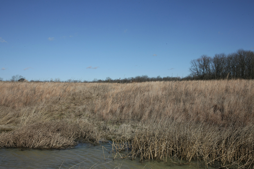 Full Size Image = 1602 K