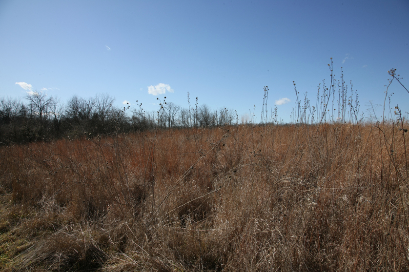 Full Size Image = 1848 K