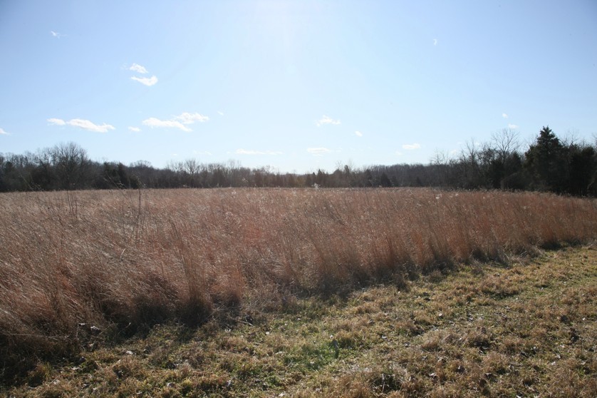 Full Size Image = 1701 K