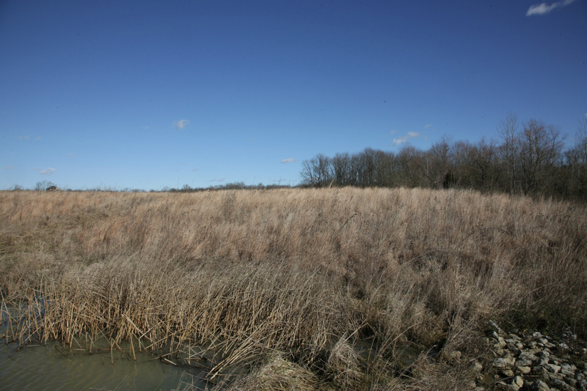 Full Size Image = 1662 K