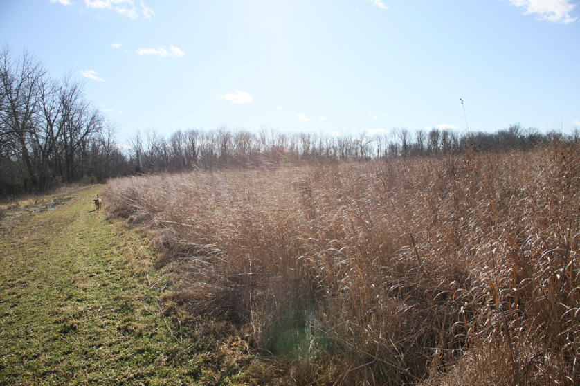 Full Size Image = 1966 K