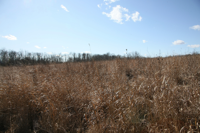 Full Size Image = 1764 K