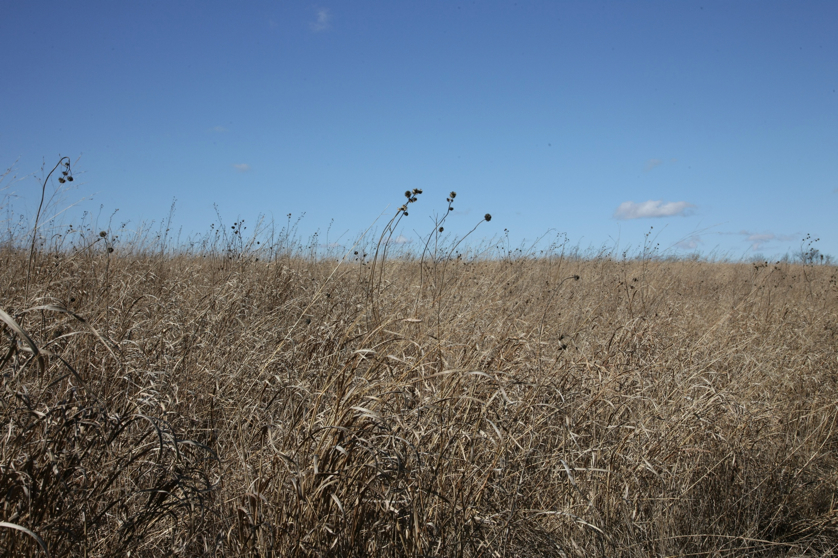 Full Size Image = 1909 K