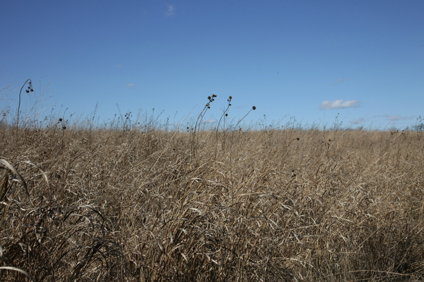 Full Size Image = 1787 K