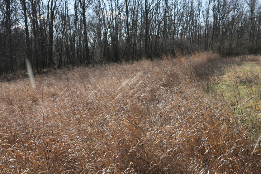 Full Size Image = 2340 K