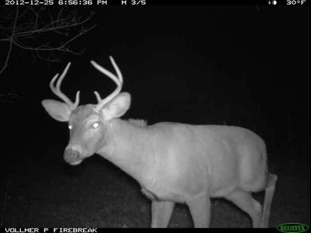 Full Size Image = 344 K