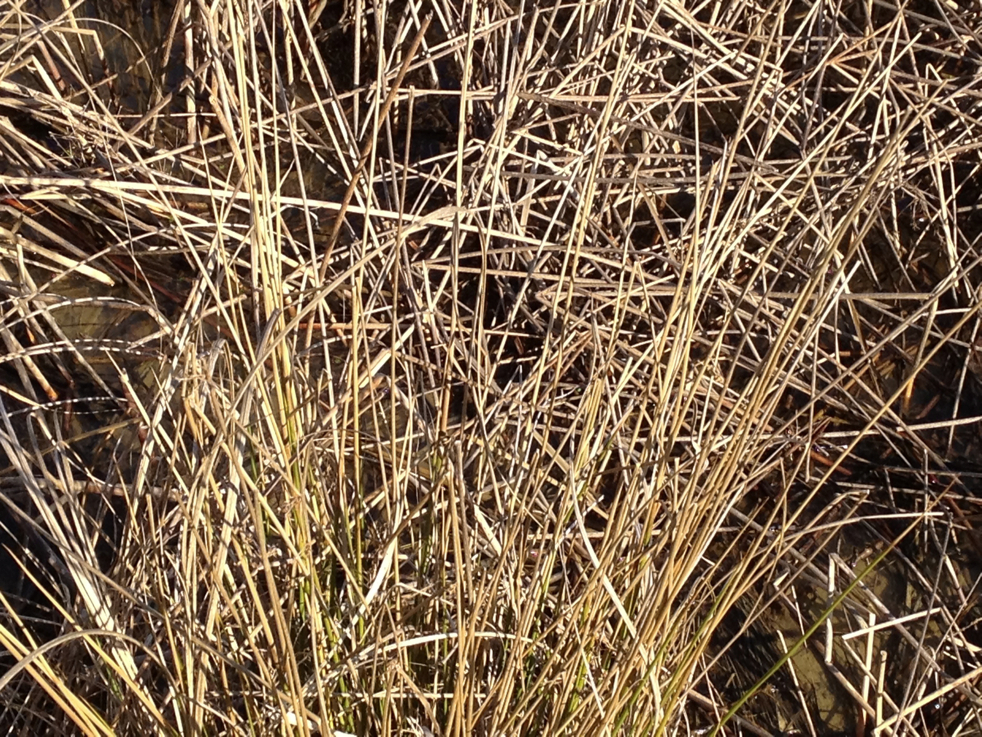 Full Size Image = 2527 K