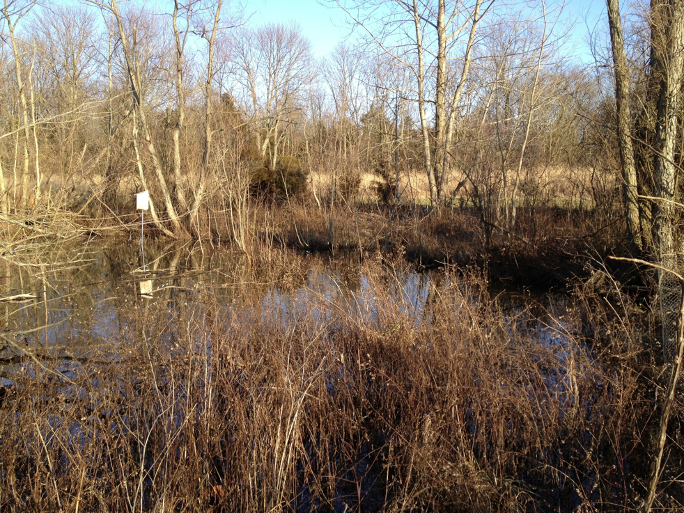 Full Size Image = 4260 K