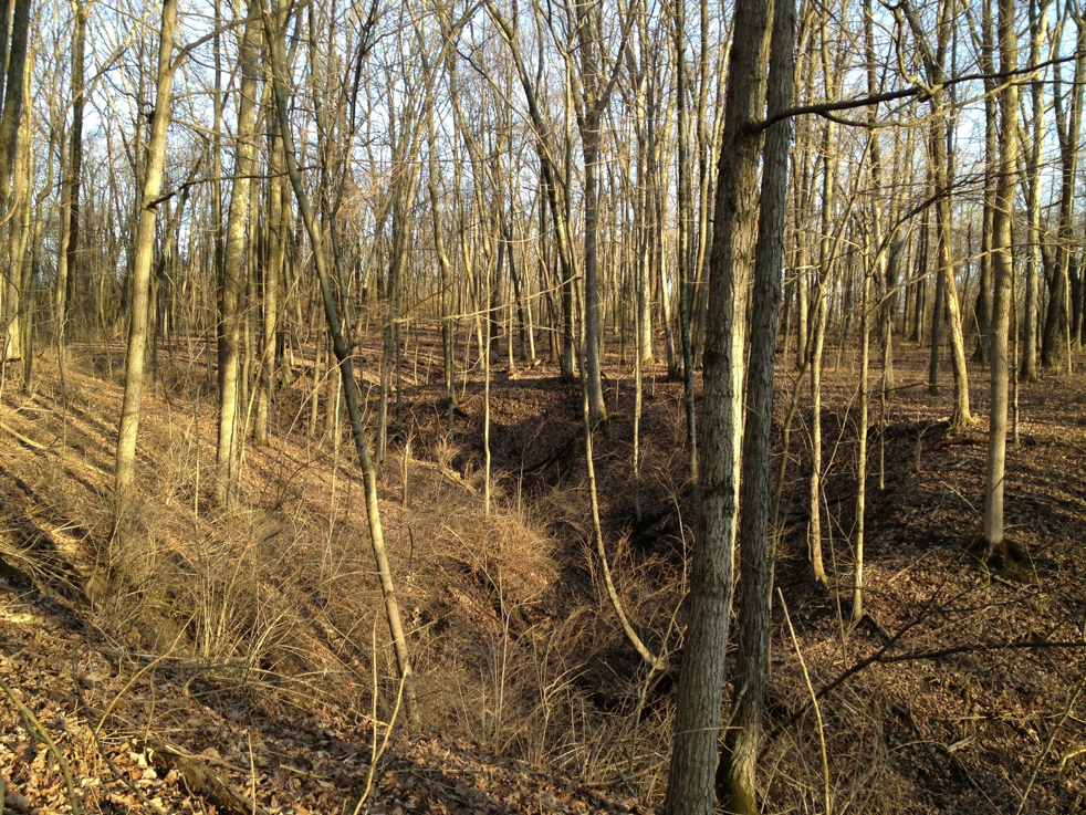 Full Size Image = 4256 K