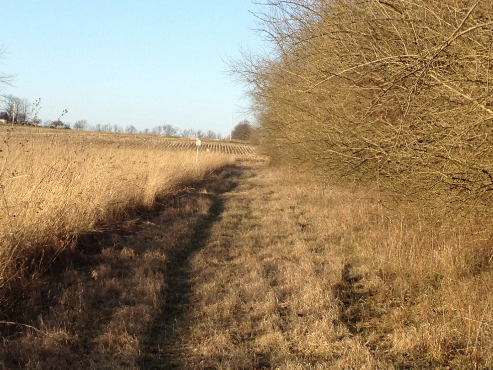 Full Size Image = 1916 K