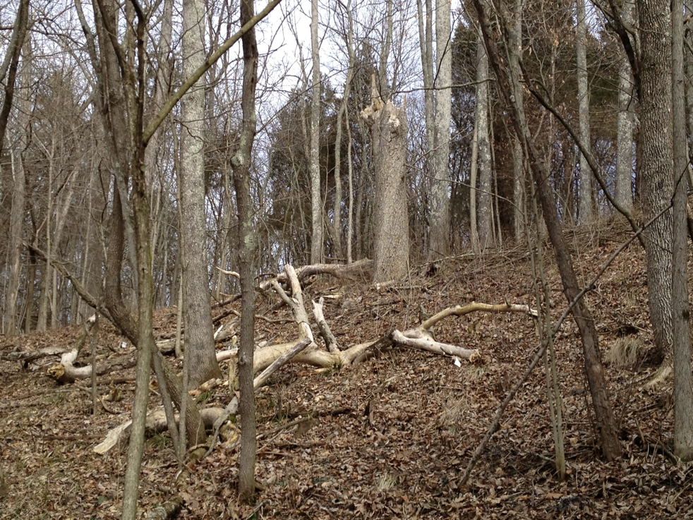 Full Size Image = 1994 K