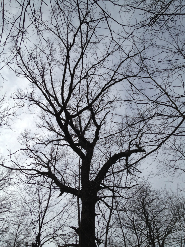 Full Size Image = 2675 K