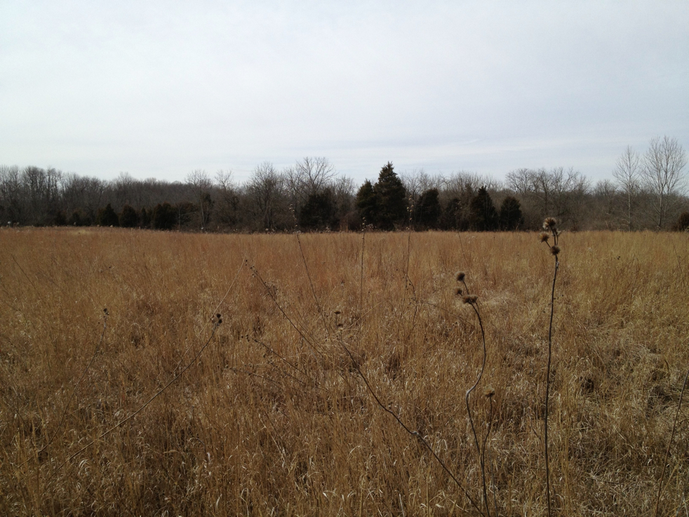 Full Size Image = 1710 K