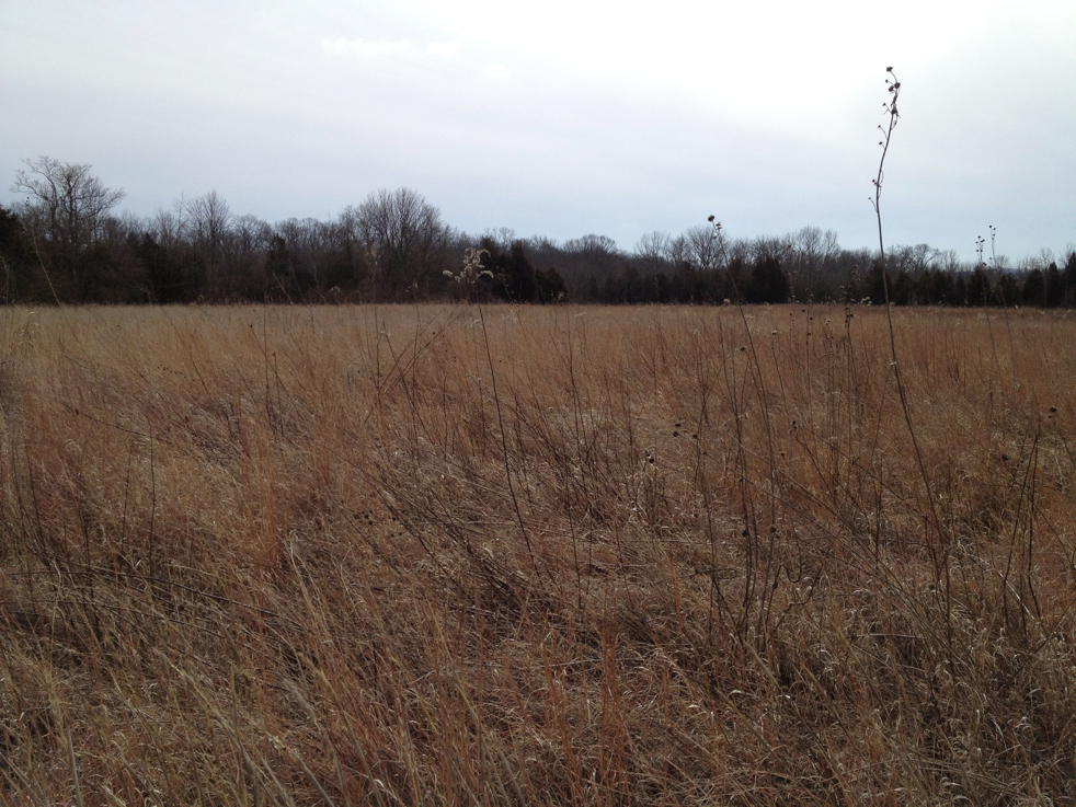 Full Size Image = 1735 K